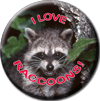 I Love Racoons